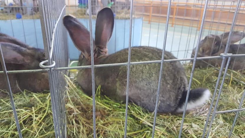  - Expo locala Aiud 2018