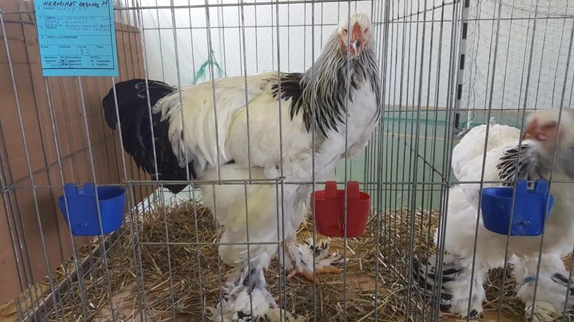  - Expo locala Aiud 2018