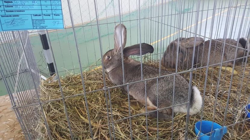  - Expo locala Aiud 2018