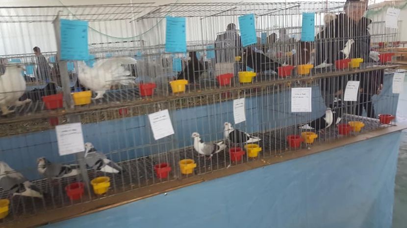  - Expo locala Aiud 2018