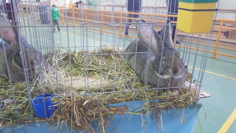  - Expo locala Aiud 2018