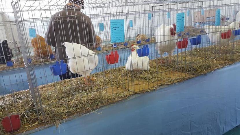  - Expo locala Aiud 2018