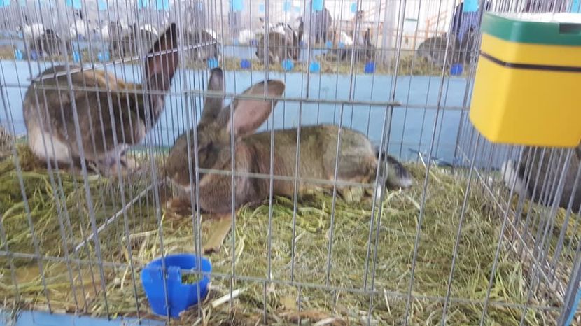  - Expo locala Aiud 2018