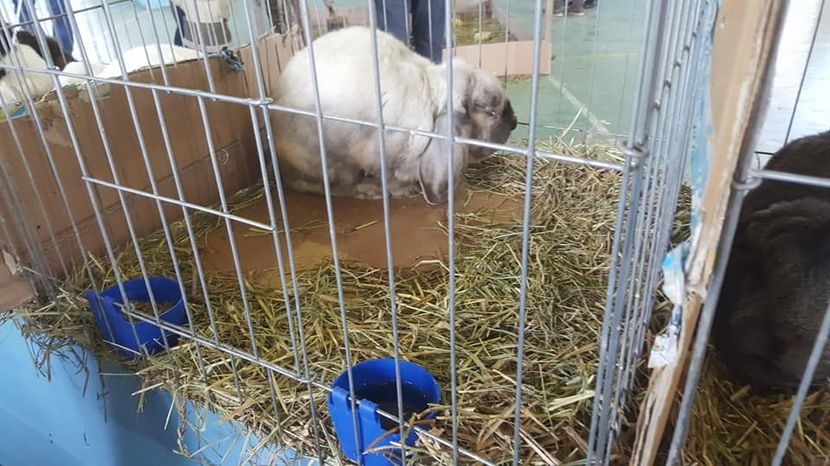  - Expo locala Aiud 2018