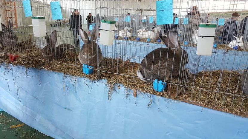  - Expo locala Aiud 2018