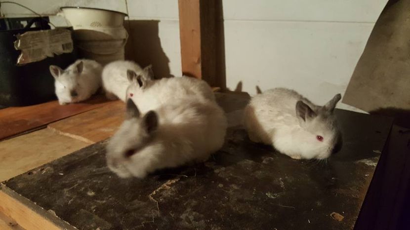  - c californieni 2018