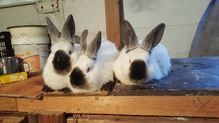  - c californieni 2018