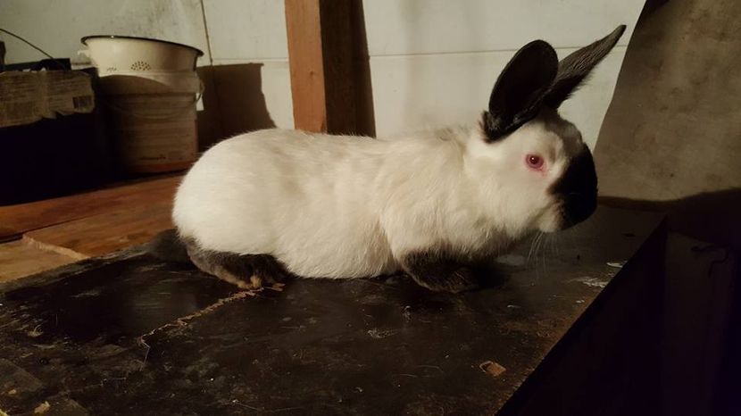  - c californieni 2018