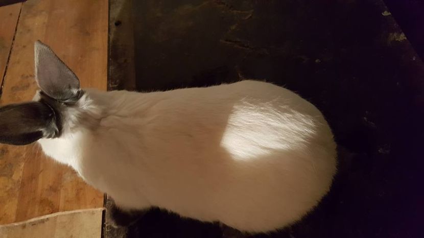  - c californieni 2018