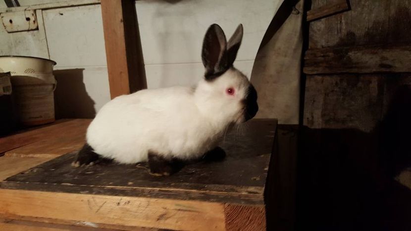  - c californieni 2018