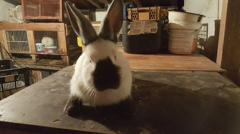  - c californieni 2018