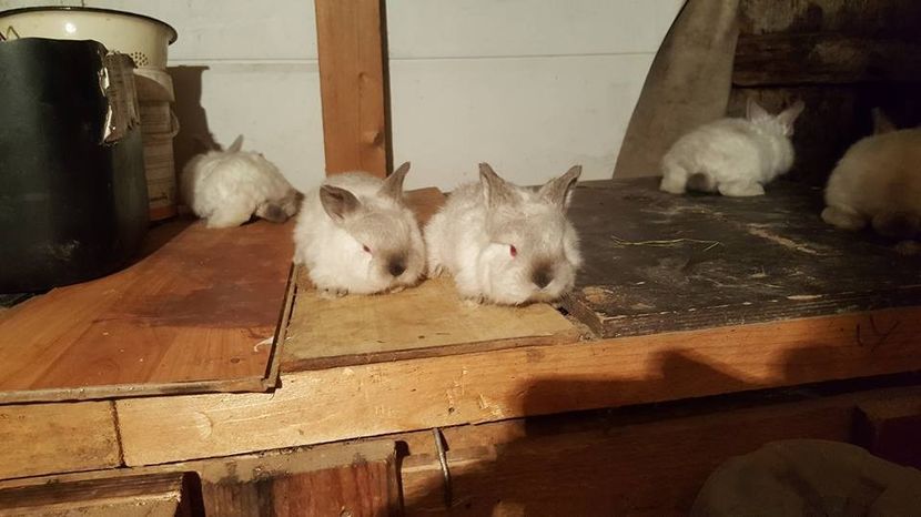  - c californieni 2018