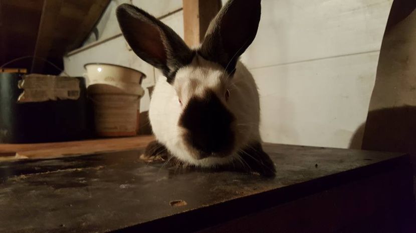  - c californieni 2018