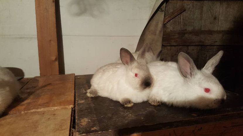  - c californieni 2018