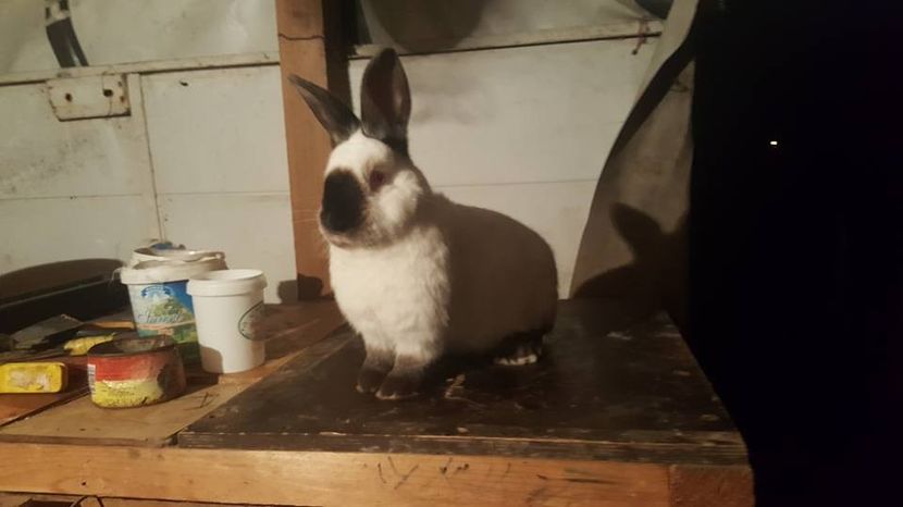  - c californieni 2018