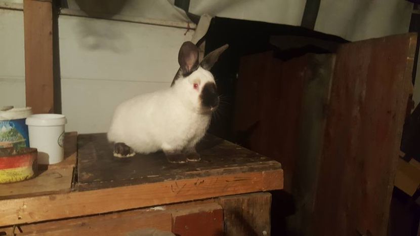  - c californieni 2018