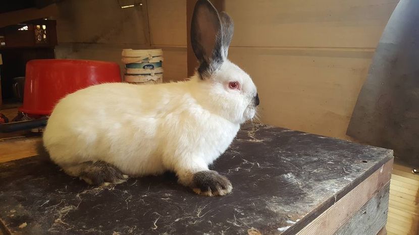  - c californieni 2018