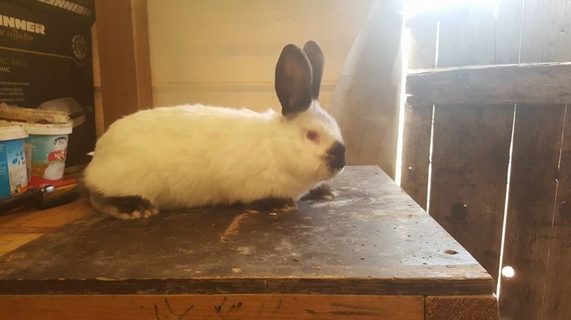  - c californieni 2018