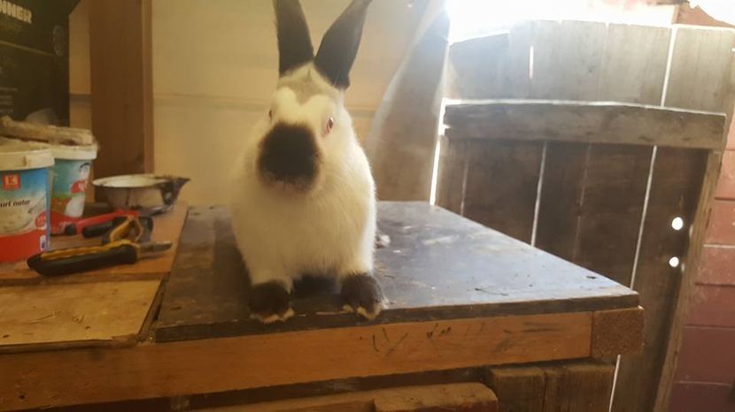  - c californieni 2018