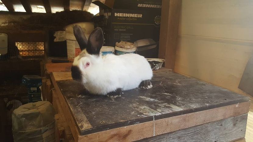  - c californieni 2018