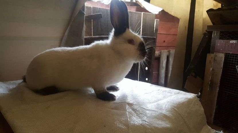  - c californieni 2018