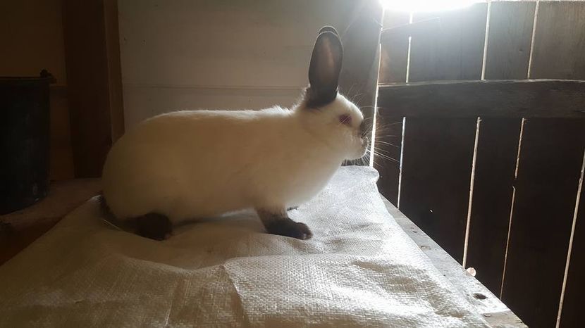  - c californieni 2018