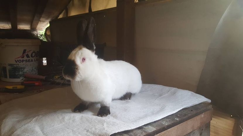  - c californieni 2018