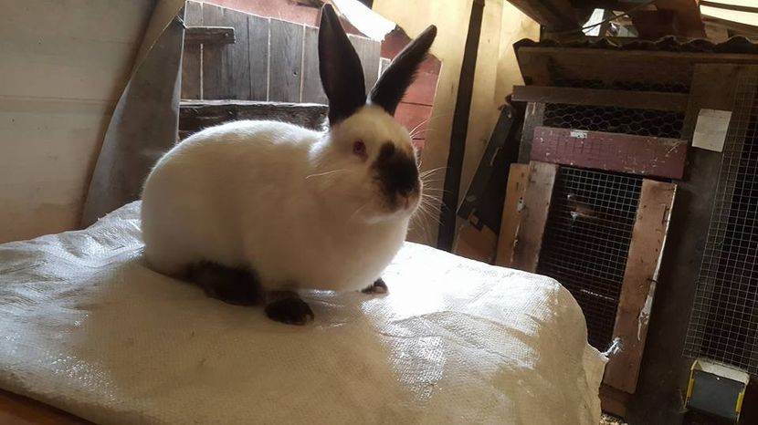  - c californieni 2018