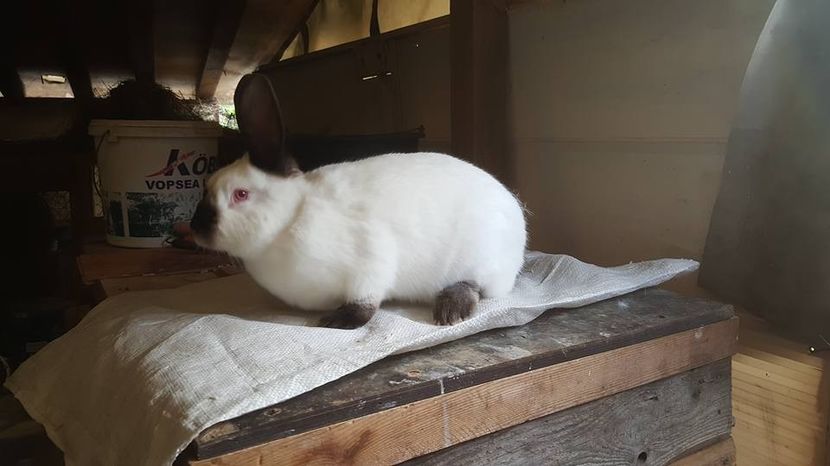  - c californieni 2018