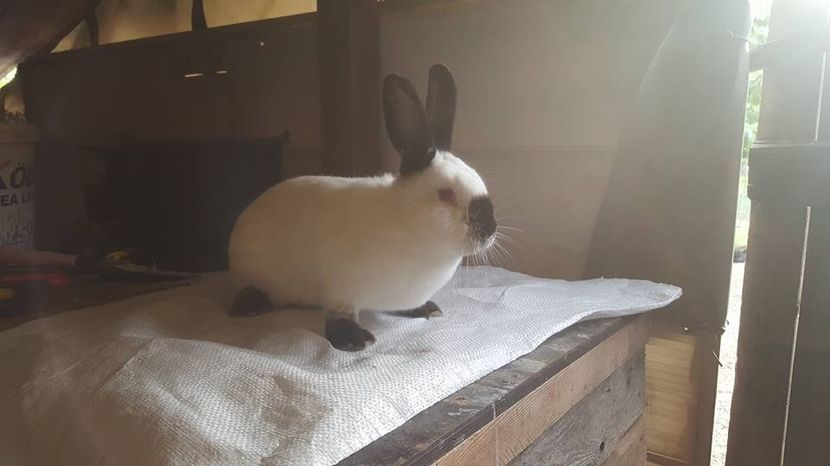  - c californieni 2018