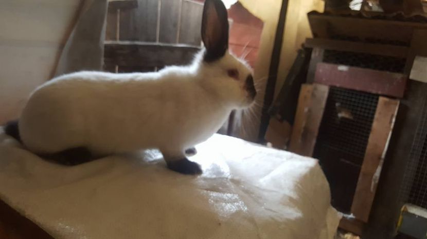  - c californieni 2018