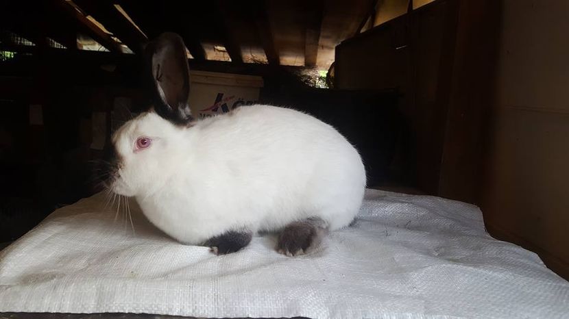  - c californieni 2018