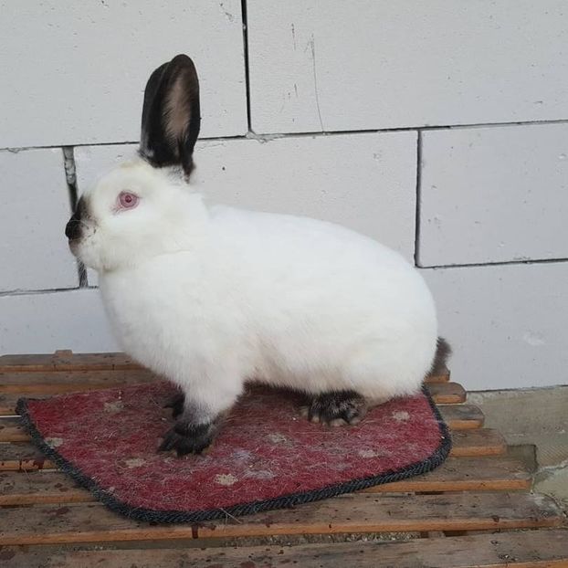  - c californieni 2018