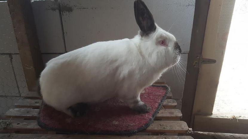  - c californieni 2018