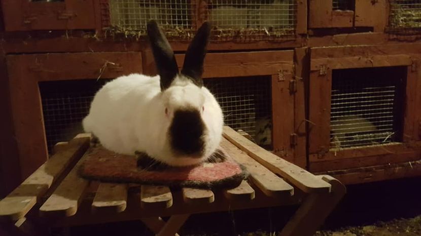  - c californieni 2018