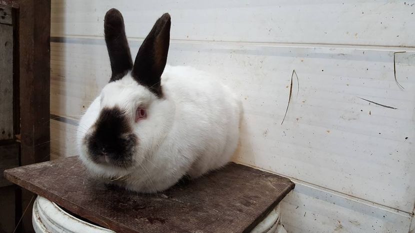  - b californieni 2017