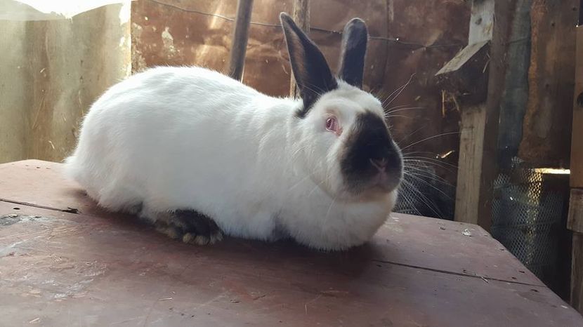  - b californieni 2017