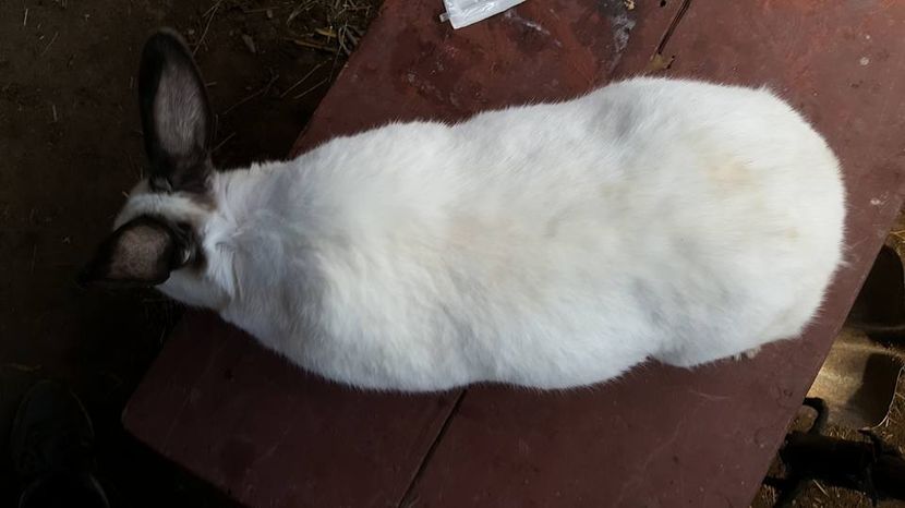  - b californieni 2017