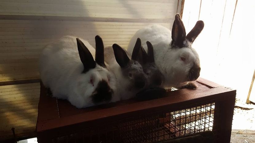  - b californieni 2017