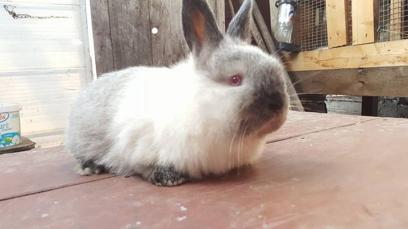  - b californieni 2017