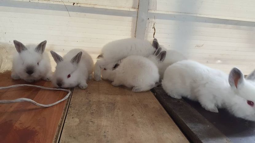  - b californieni 2017