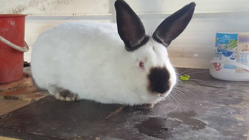  - b californieni 2017