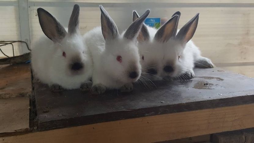  - b californieni 2017