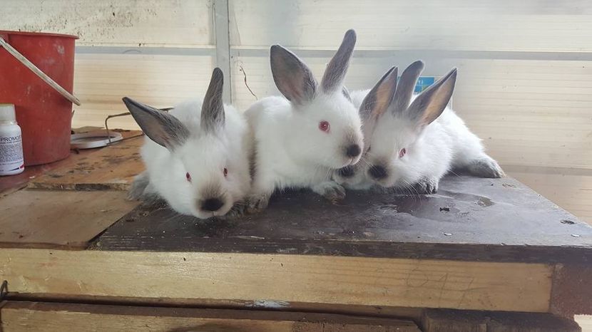  - b californieni 2017