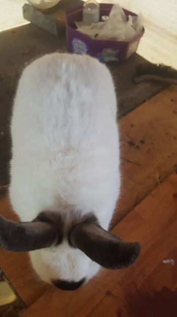  - b californieni 2017