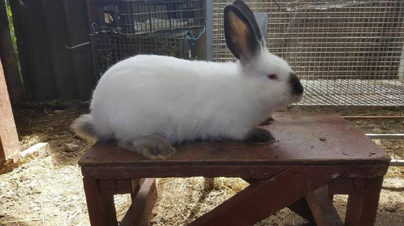  - b californieni 2017