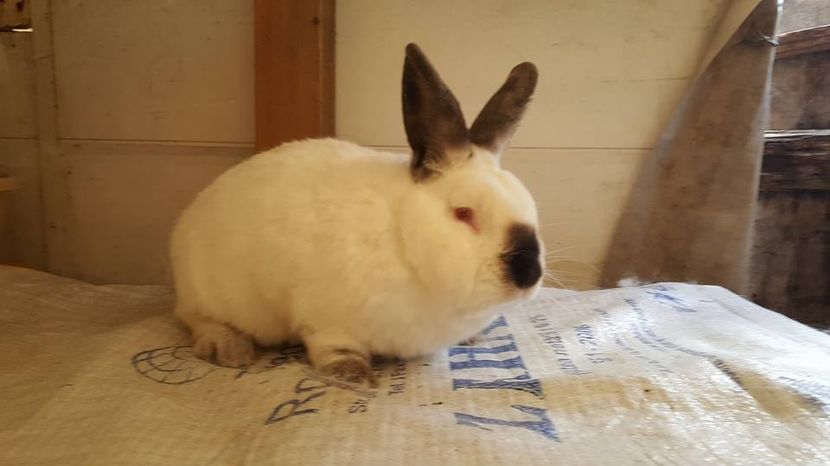  - b californieni 2017