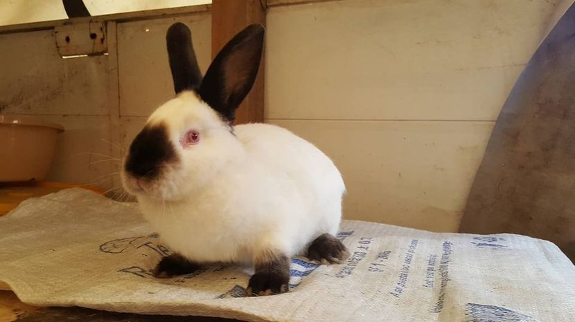  - b californieni 2017