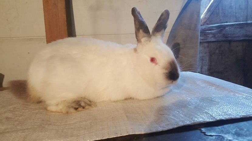  - b californieni 2017