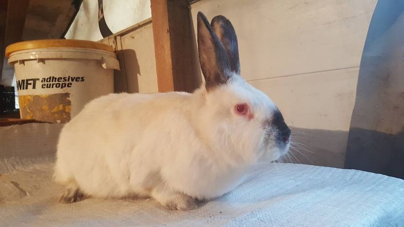  - b californieni 2017